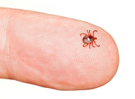 A kullancscsípés húsallergiát okozhat?