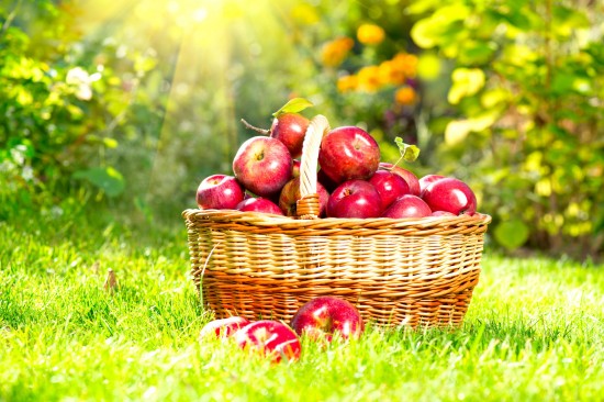 Egy kosárnyi egészség: a sokoldalú alma