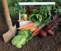 Friss zöldség télen is: tárolási tippek az őszi terméshez
