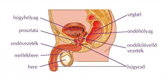 A prosztata gyulladásának oka a férfiakban prostate volume size calculator