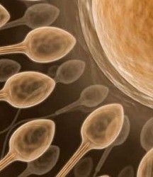  Begyulladt spermiumok - vetélést is okozhatnak a rossz hímivarsejtek