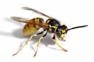  Méhcsípés: Fekélyhez vezethet a seb