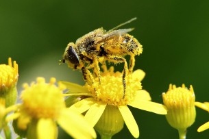 Gyilkos szezon: Ezek a pollenek kínozzák az allergiásokat