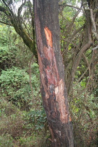 Afrikai szilvafa