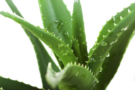 Aloe fajok