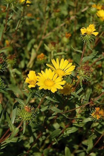 Berzedt gyantásgyom