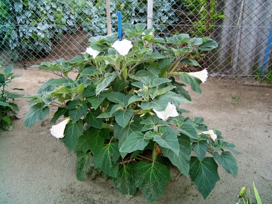 Csattanó maszlag - Datura stramonium L. - gyógynövény kereső - gyógynövény lexikon - Orvosok.hu