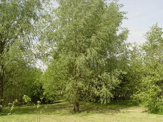 Fehér fűzfa