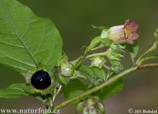 Maszlagos nadragulya