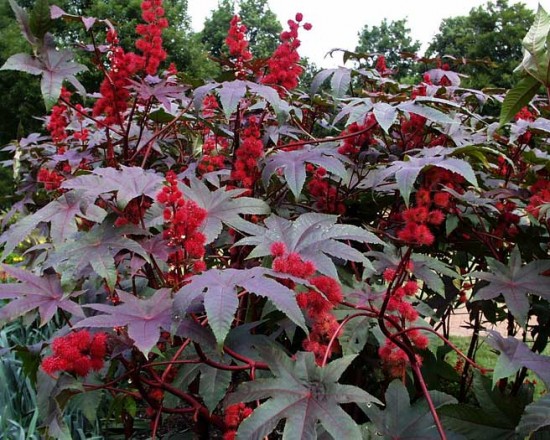 Ricinus