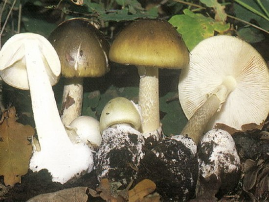 Galócát rántottak ebédre, életveszélyben vannak