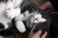 Gyógyít a macskadorombolás - Mégsem urbánus legenda?