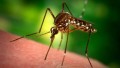 Szívférgességet kaphatunk a szúnyogoktól?