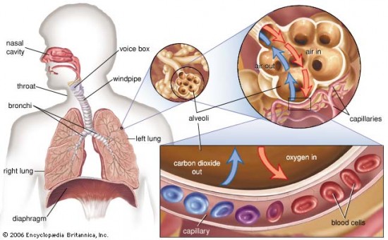 Alveolus