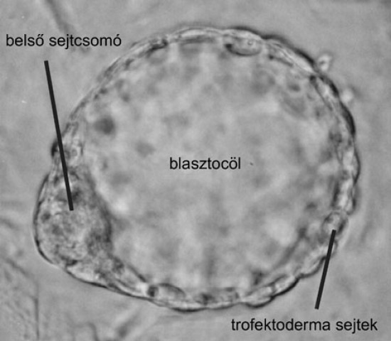 Blasztula - blastula