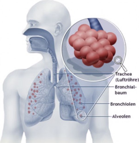 Bronchiolus