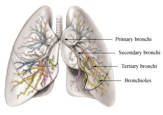 Bronchus