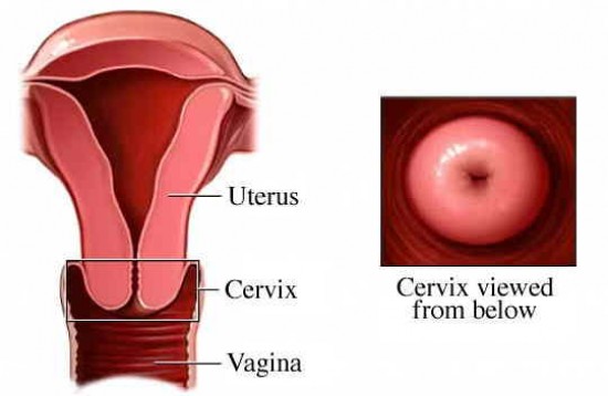 Cervix