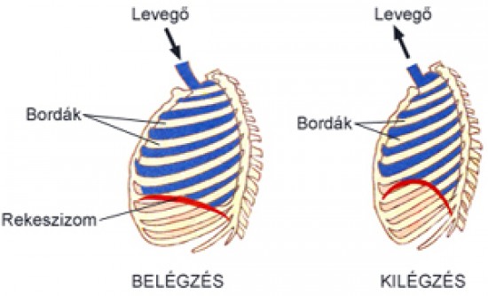 Diaphragma