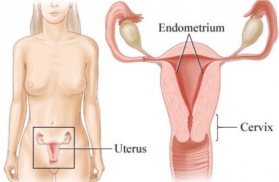 Endometrium