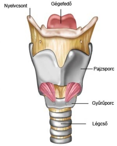 Epiglottis