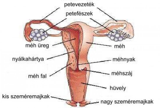 Fallop-vezeték