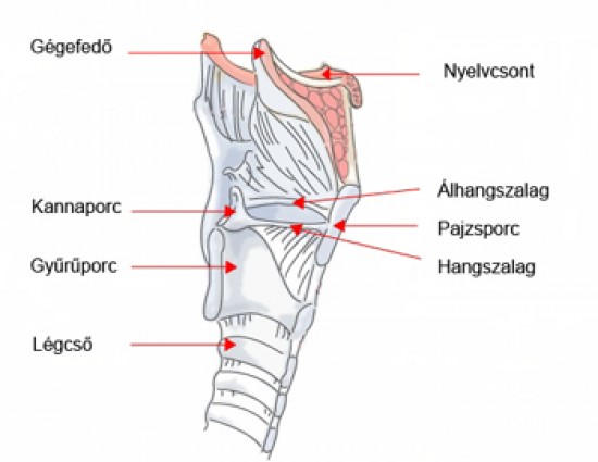 Gégefedő - epiglottis