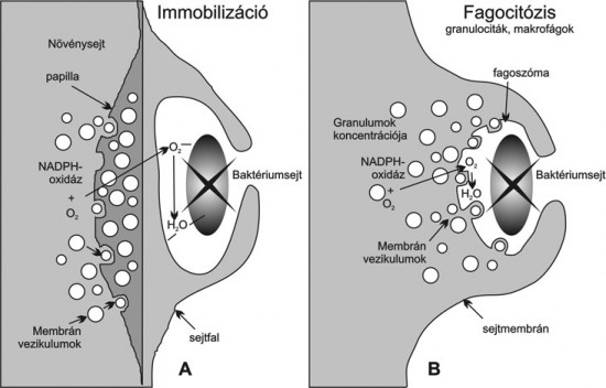 Granulocita - granulocyta