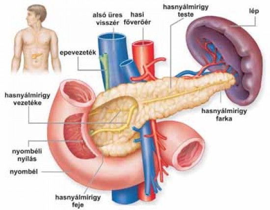 Hasnyálmirigy - pancrias, pancreas