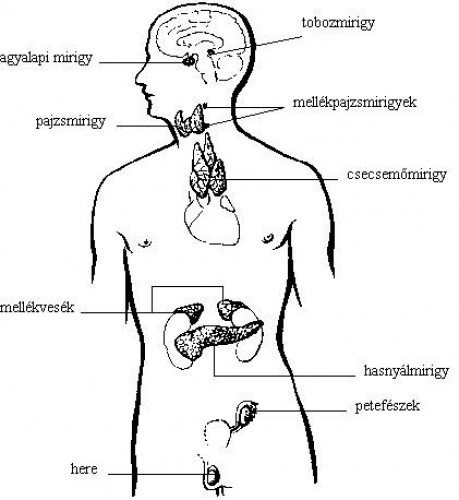 Hormonok