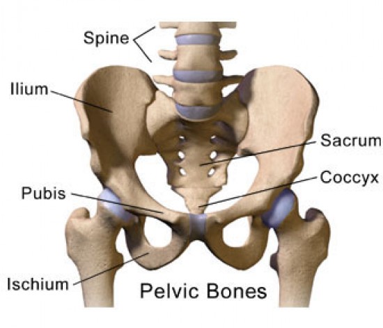 Medence - Pelvis