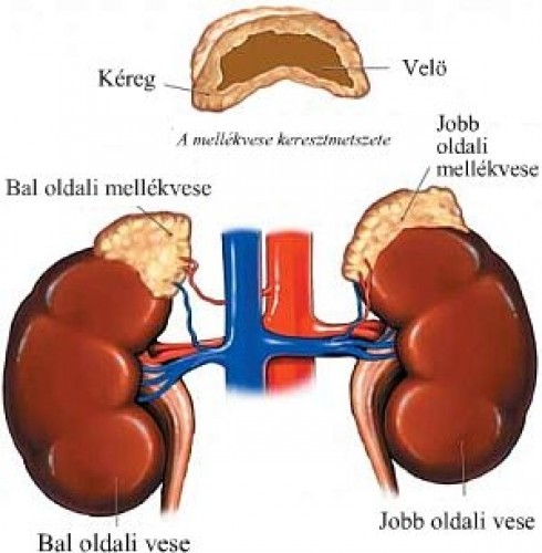 Mellékvesék