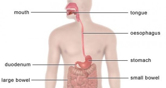 Oesophagus - esophogus, esophagos, oesophagos, oesophagus