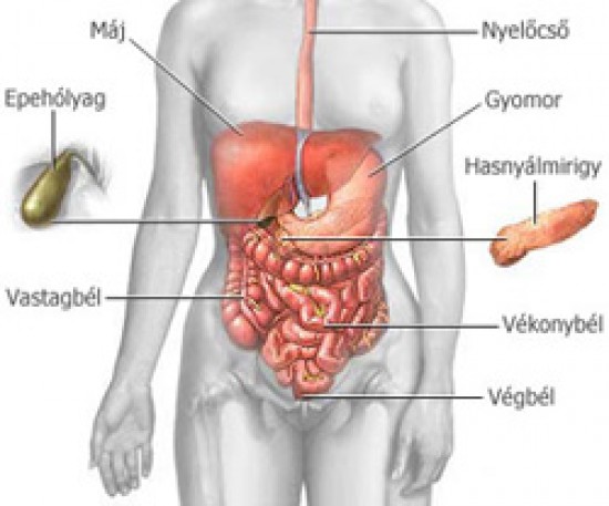 Pancreas - pankreas, pancrias