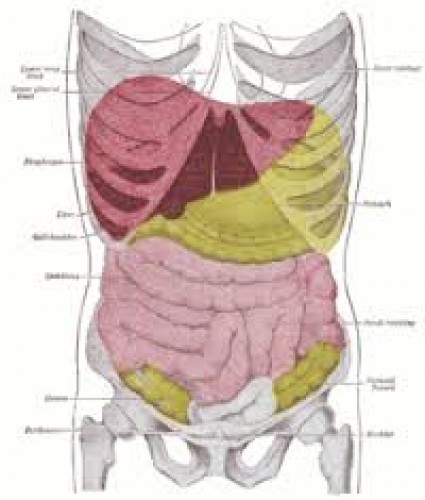 Peritoneum