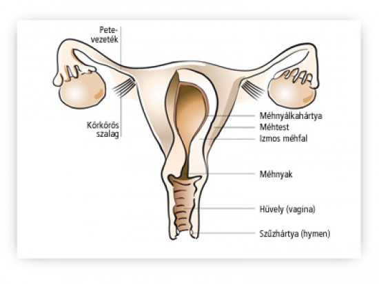 Peteérés - ovuláció