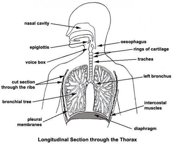 Trachea