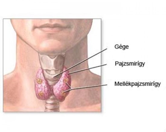 TSH - Thyreoidea stimuláló hormon