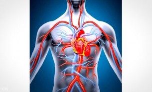  Így működik: Ezt kell tudnod az érrendszerről