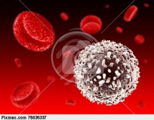 A test védőbástyái: Fehérvérsejtek