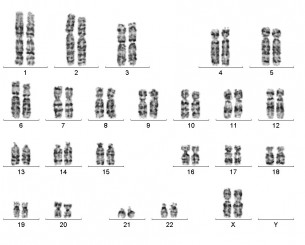 Ezt kell tudnod a citogenetikáról