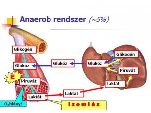 Káros oxidációs folyamatok a testben - Így védekezhetsz ellenük