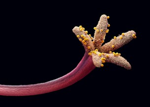 Pollen-parák: Honnan tudhatom, hogy mire vagyok allergiás?