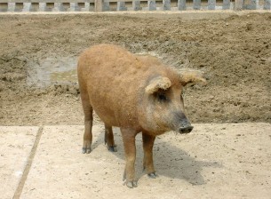 Tévhit, hogy a mangalica egészségesebb!